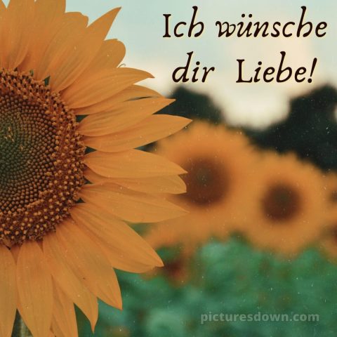 Das wünsche ich dir bild Sonnenblumen kostenlos
