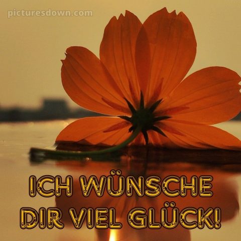 Das wünsche ich dir bild Blüte kostenlos