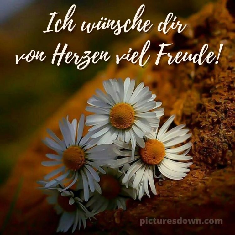 Das wünsche ich dir von Herzen bild fünf Gänseblümchen kostenlos