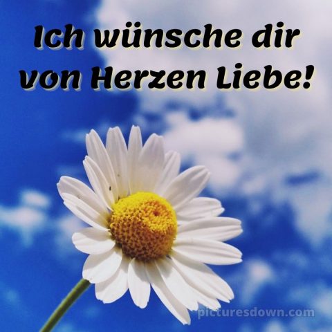 Das wünsche ich dir von Herzen bild Gänseblümchen kostenlos