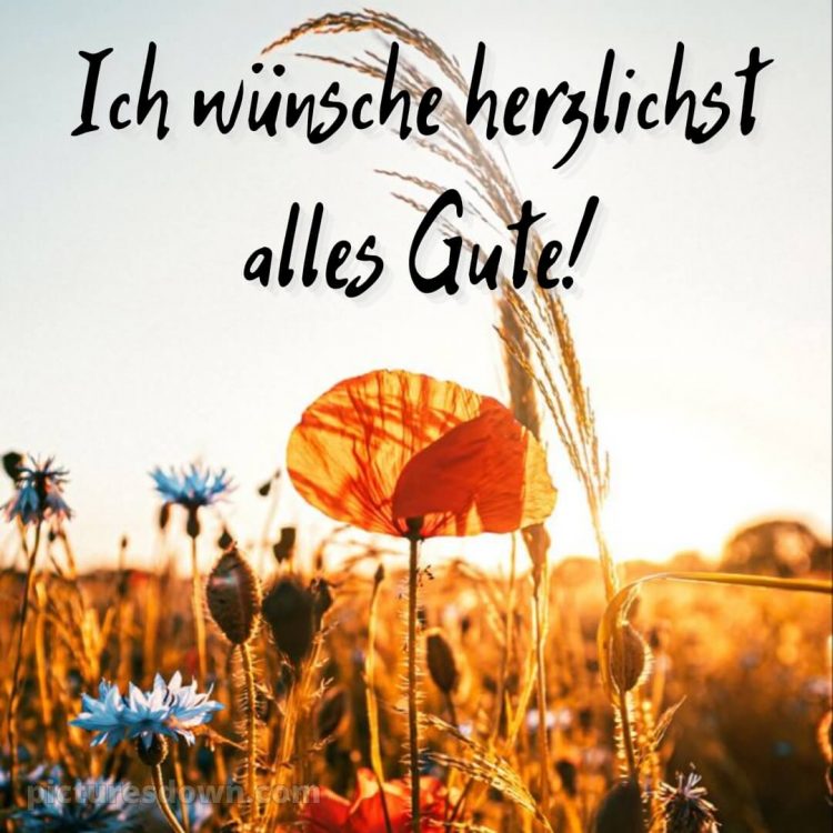 Ich wünsche dir alles gute bild Mohnblumen kostenlos