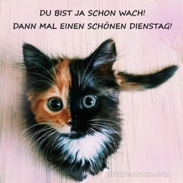 Ich wünsche dir einen schönen dienstag bild Katze kostenlos