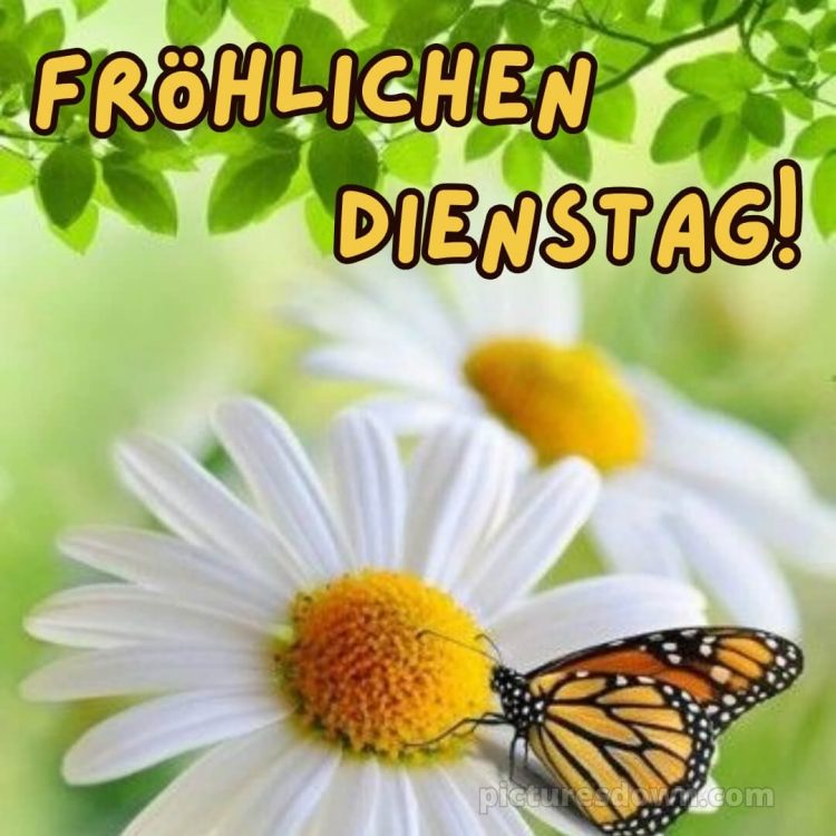 Ich wünsche dir einen schönen dienstag bild Gänseblümchen kostenlos