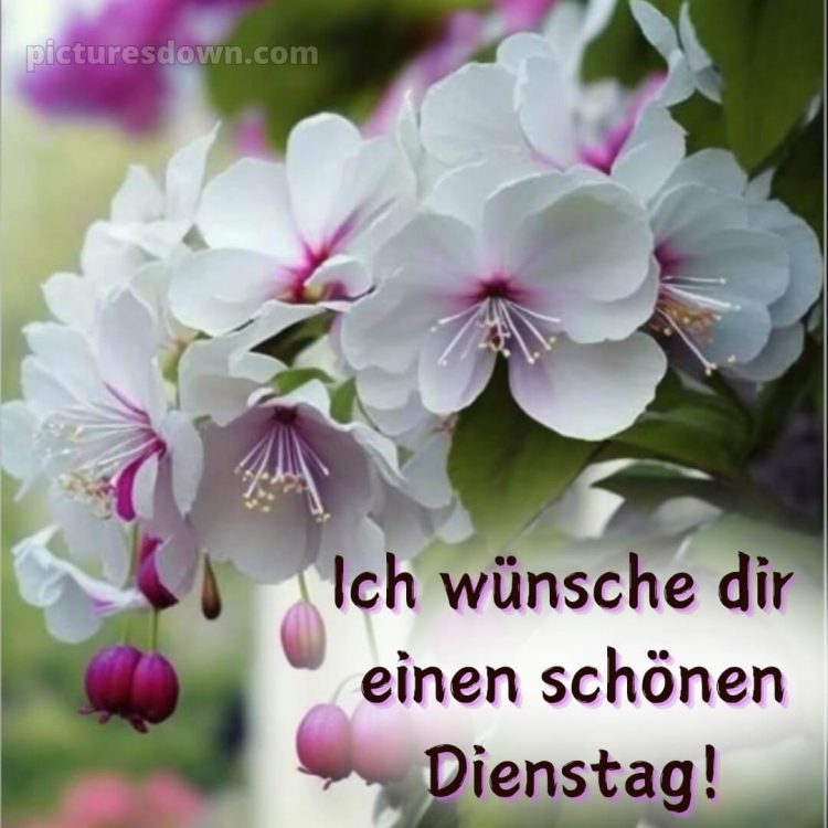 Ich wünsche dir einen schönen dienstag bild Blüten kostenlos