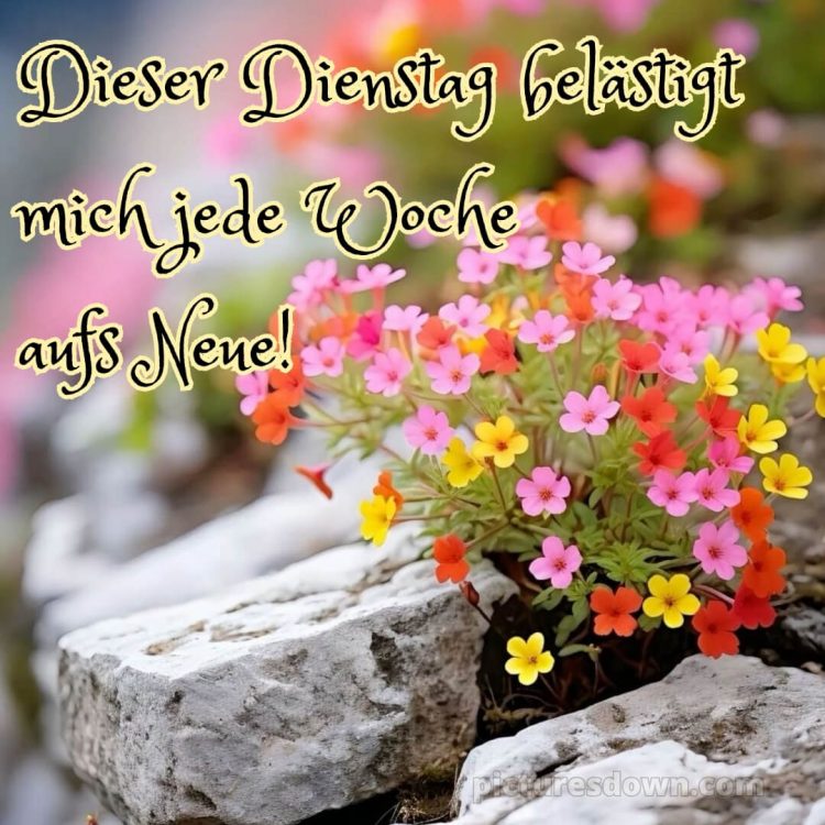 Ich wünsche dir einen schönen dienstag bild Blumen kostenlos