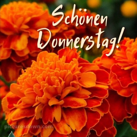 Ich wünsche dir einen schönen donnerstag bild orangefarbene Blumen kostenlos