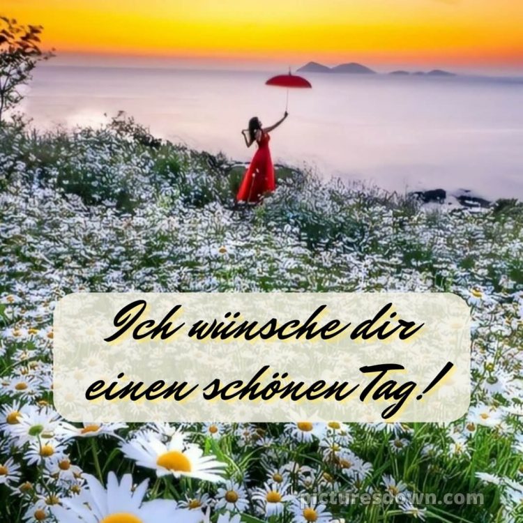 Ich wünsche dir einen schönen tag bild Gänseblümchen kostenlos