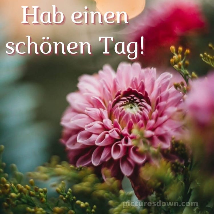 Ich wünsche dir einen schönen tag bild Blume kostenlos