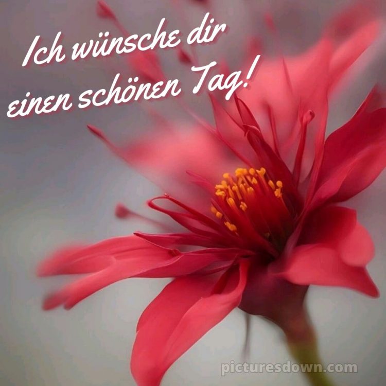 Ich wünsche dir einen schönen tag bild rosa Blume kostenlos