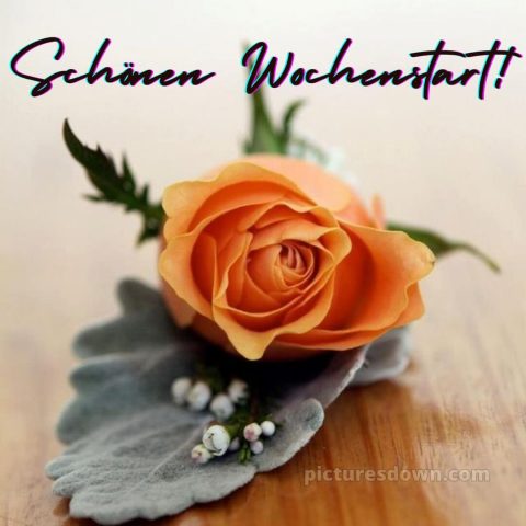 Ich wünsche dir einen schönen wochenstart bild Rose kostenlos
