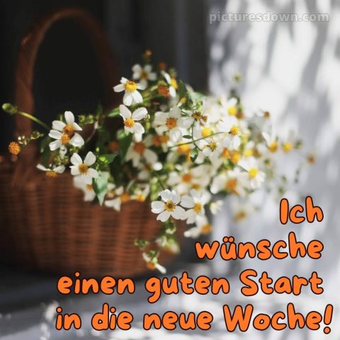 Ich wünsche dir einen schönen wochenstart bild Gänseblümchen kostenlos
