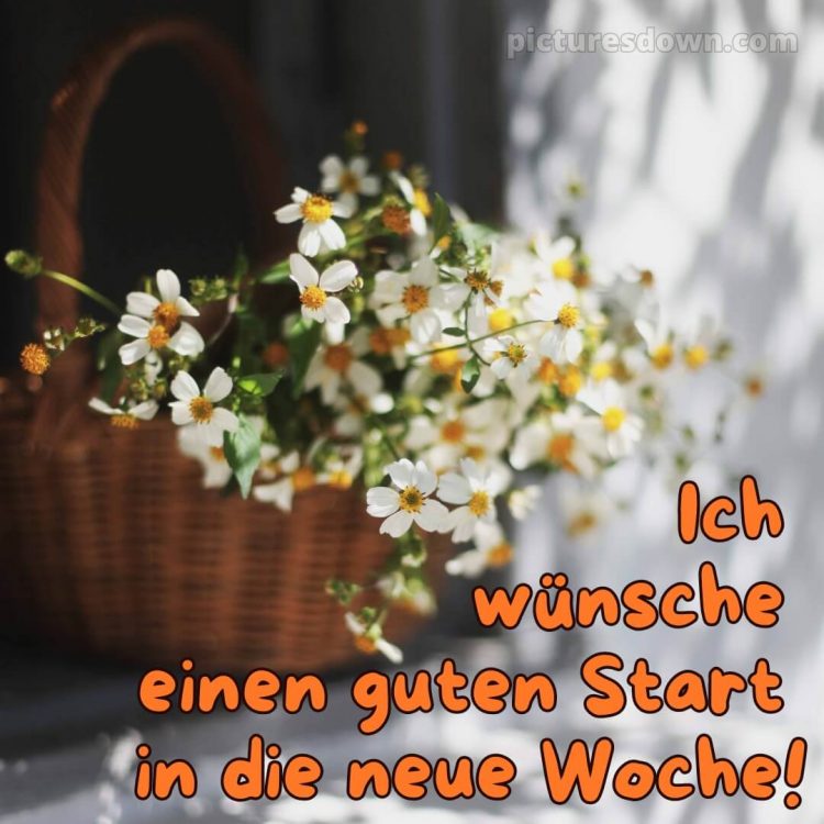 Ich wünsche dir einen schönen wochenstart bild Gänseblümchen kostenlos