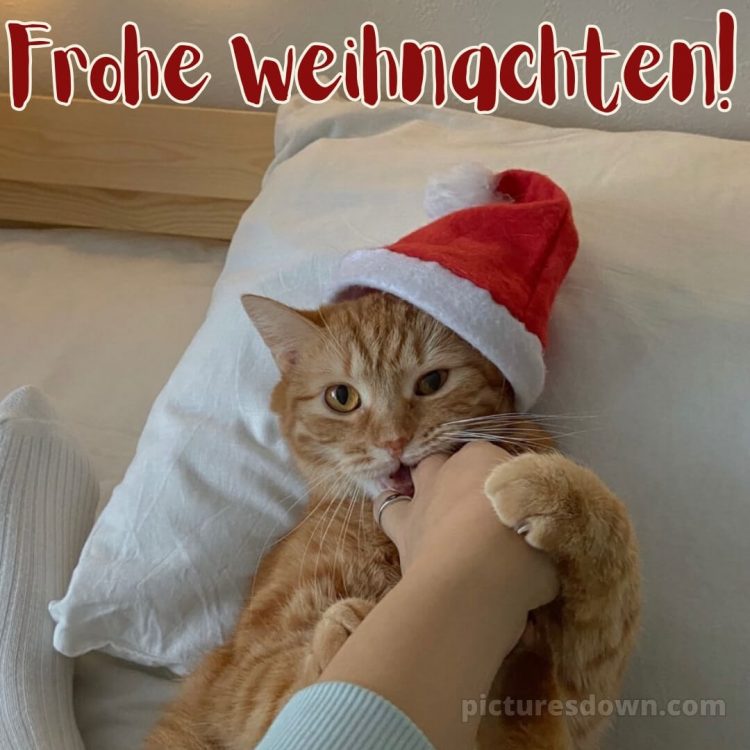 Ich wünsche dir frohe Weihnachten bild Katze kostenlos