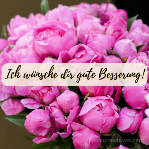 Ich wünsche dir gute besserung bild Pfingstrosen kostenlos