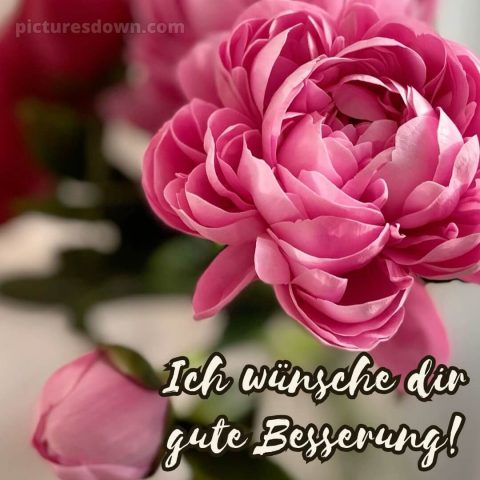 Ich wünsche dir gute besserung bild Blume kostenlos