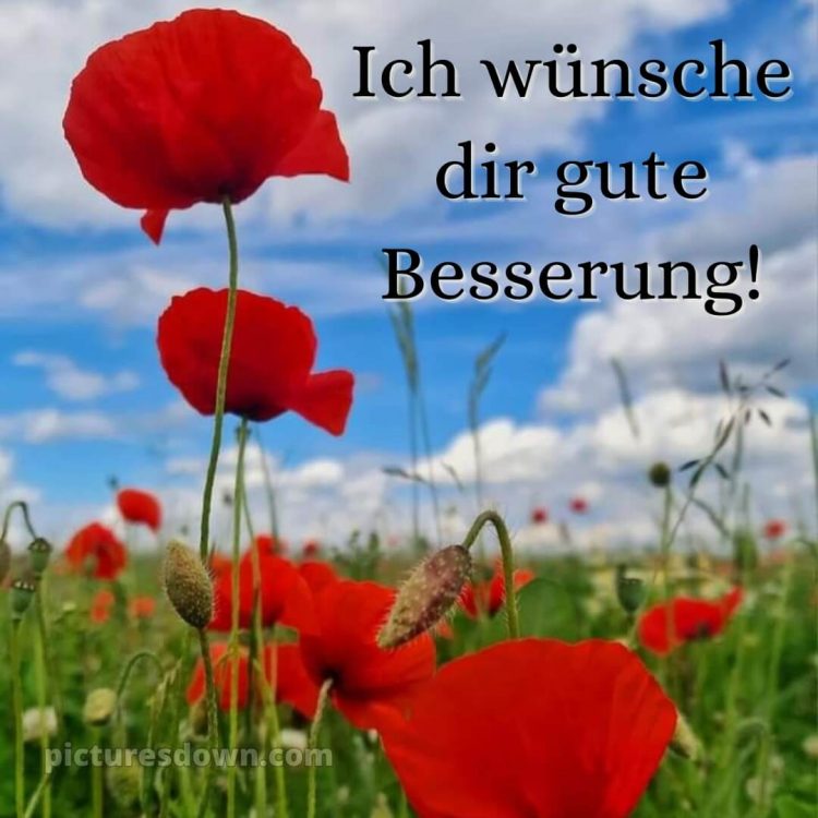 Ich wünsche dir gute besserung bild Mohnblumen kostenlos