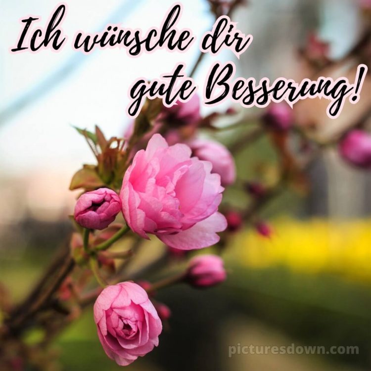 Ich wünsche dir gute besserung bild Blüten kostenlos