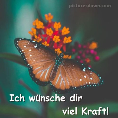 Ich wünsche dir kraft sprüche bild Schmetterling kostenlos