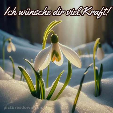 Ich wünsche dir kraft sprüche bild Schneeglöckchen kostenlos