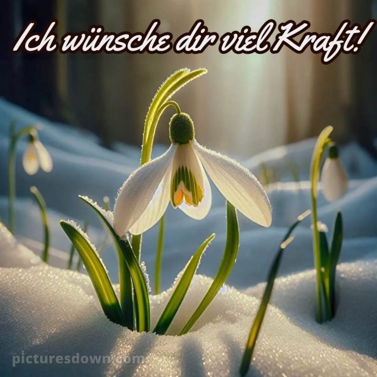 Ich wünsche dir kraft sprüche bild Schneeglöckchen kostenlos