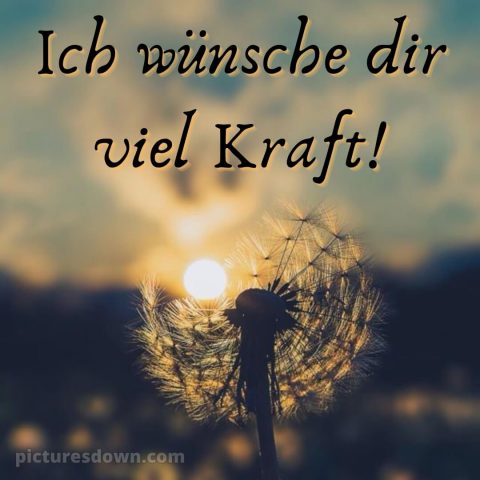 Ich wünsche dir kraft sprüche bild Löwenzahn kostenlos
