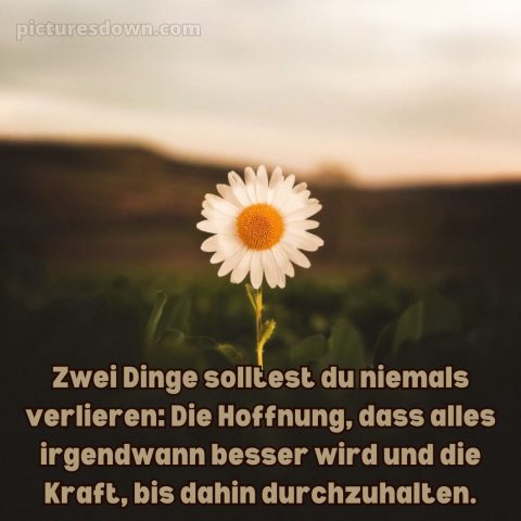 Ich wünsche dir kraft sprüche bild Gänseblümchen kostenlos