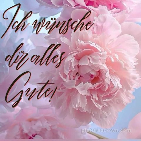 Was ich dir wünsche bild Pfingstrose kostenlos