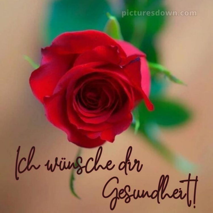Was ich dir wünsche bild rote Rose kostenlos