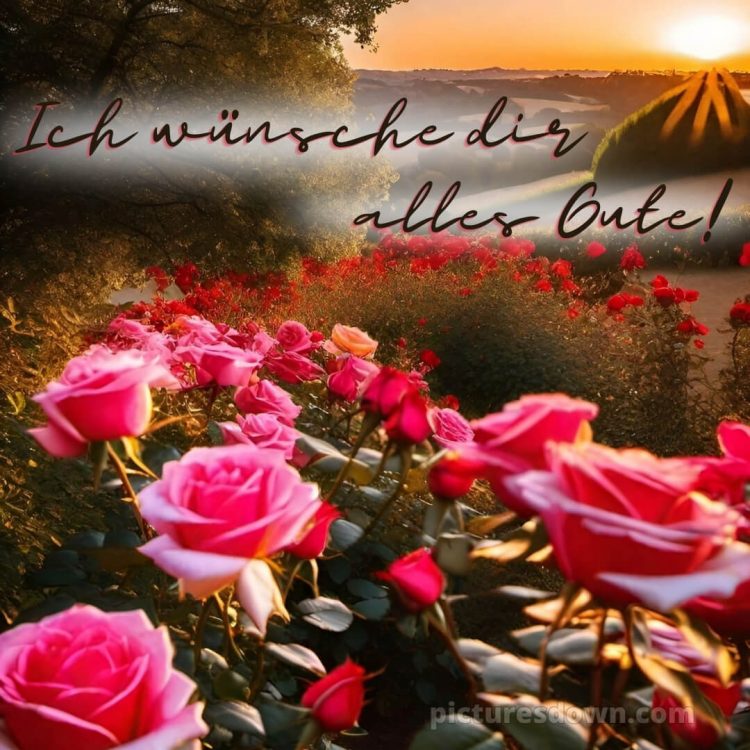 Was ich dir wünsche bild Rosen kostenlos