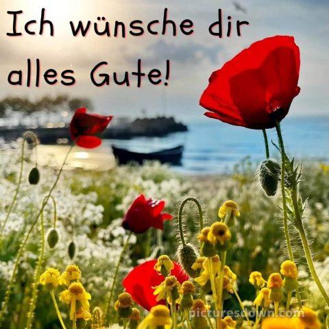 Was ich dir wünsche bild Mohnblumen kostenlos