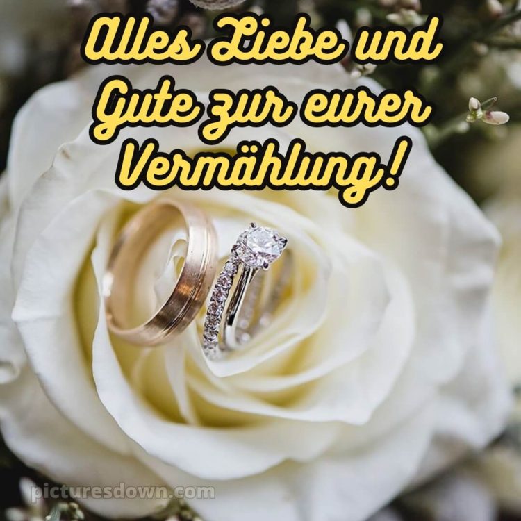 Glückwünsche zur hochzeit mit kind modern bild weiße Rose kostenlos