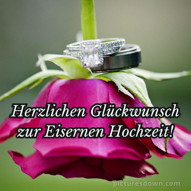 Glückwünsche zur eisernen hochzeit kostenlos bild Blume und Ringe kostenlos