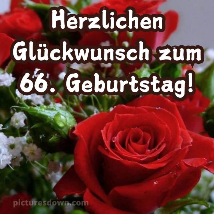 Whatsapp glückwünsche zum 66. geburtstag bild Rosen kostenlos
