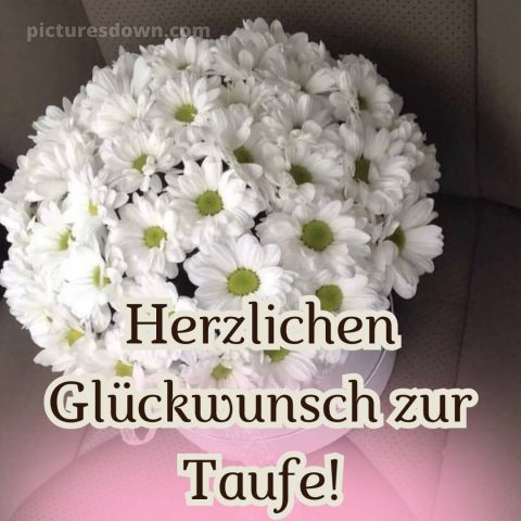 Glückwünsche zur Taufe locker bild Chrysanthemen kostenlos