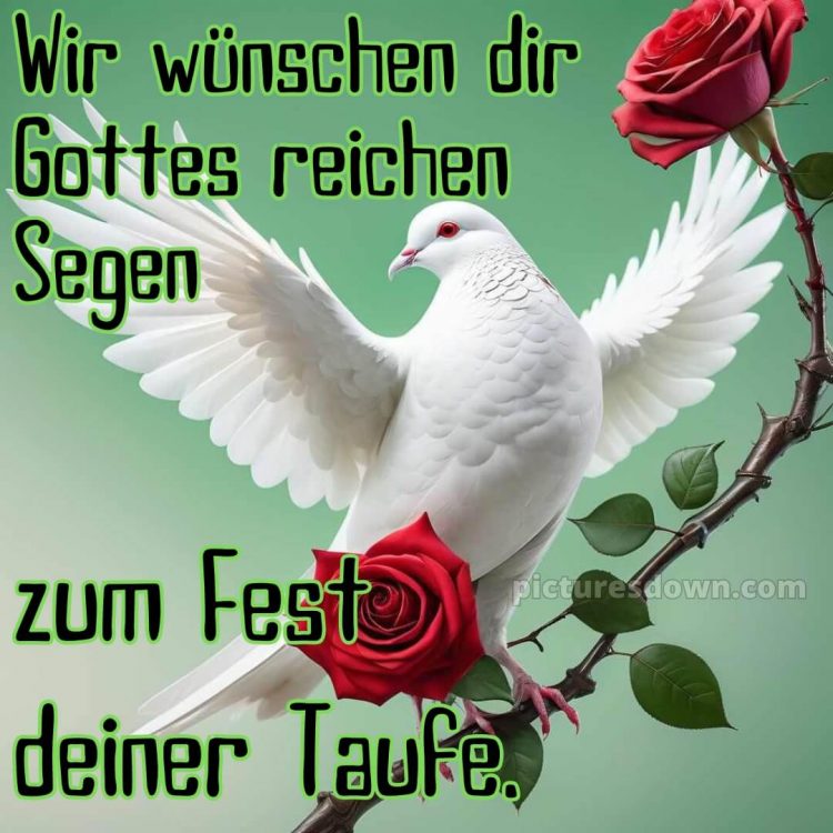 Glückwünsche zur Taufe von den Großeltern kostenlos bild Taube kostenlos