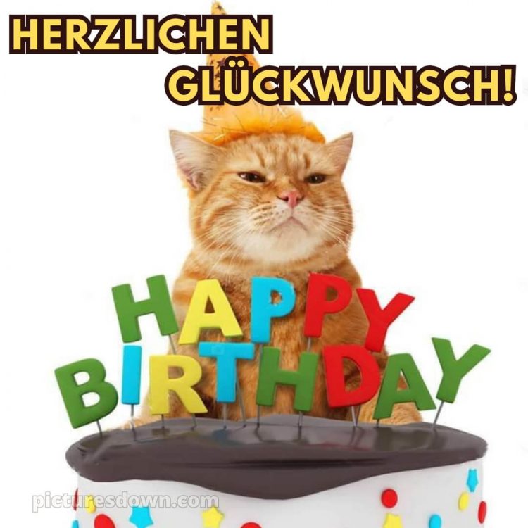 Moderne glückwünsche zum geburtstag whatsapp bild Katze kostenlos
