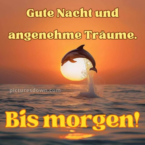 Außergewöhnliche gute nacht bilder bild Delphin kostenlos