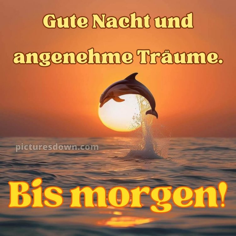 Außergewöhnliche gute nacht bilder bild Delphin kostenlos