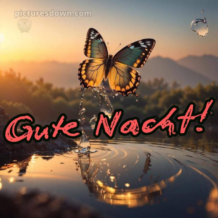 Außergewöhnliche gute nacht bilder bild Schmetterling kostenlos