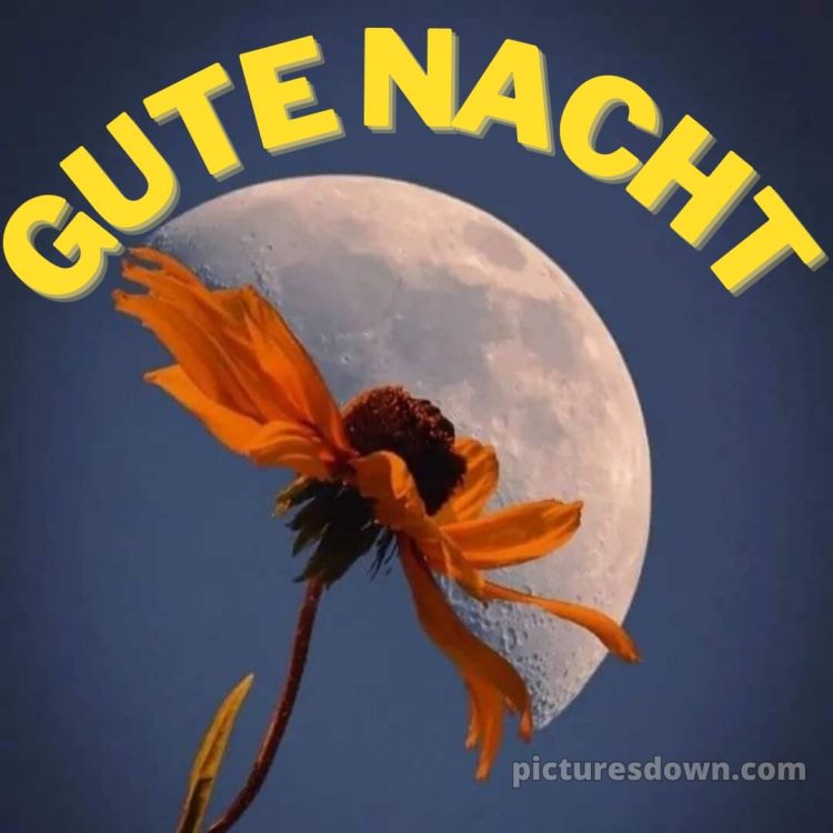 Außergewöhnliche gute nacht bilder bild Blume kostenlos
