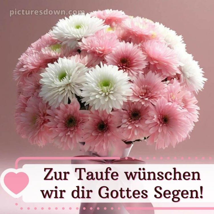 Glückwünsche zur Taufe modern kostenlos bild Chrysanthemen kostenlos