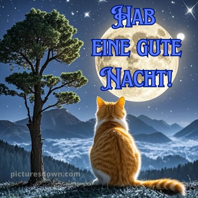 Gute nacht bilder bild Katze kostenlos