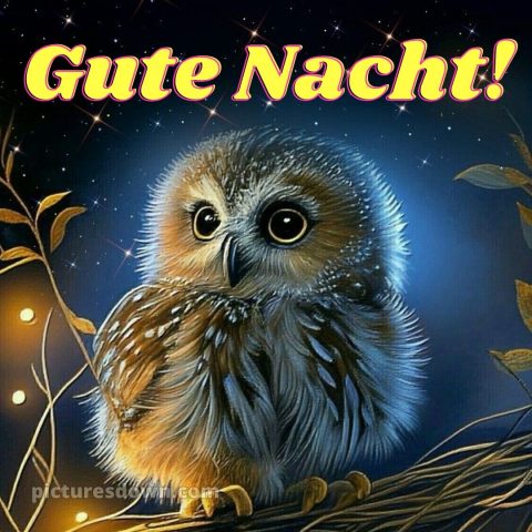 Gute nacht bilder für whatsapp bild Eule kostenlos