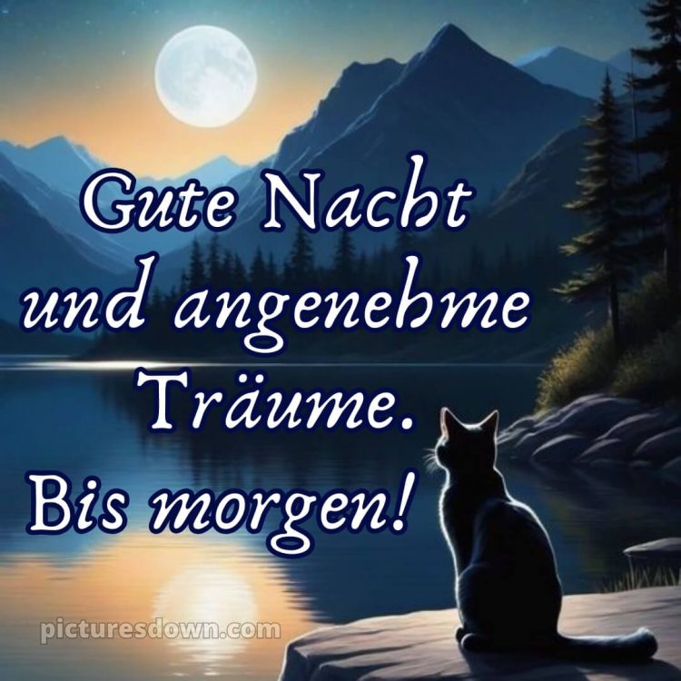 Gute nacht bilder für whatsapp bild Katze kostenlos