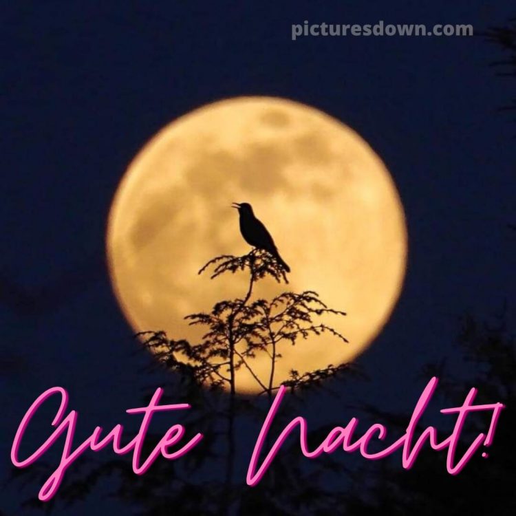 Gute nacht bilder für whatsapp bild Vogel kostenlos