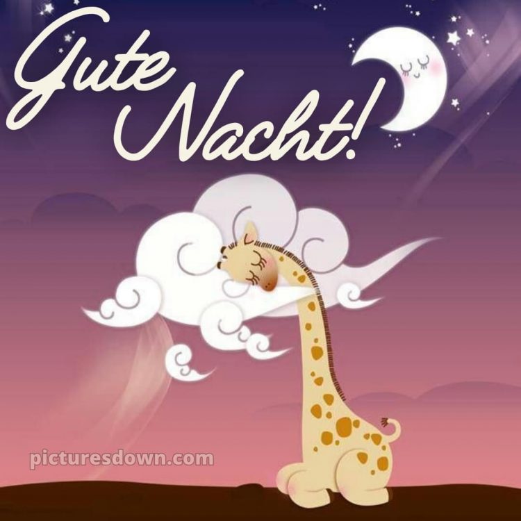 Gute nacht bilder für whatsapp bild Giraffe kostenlos