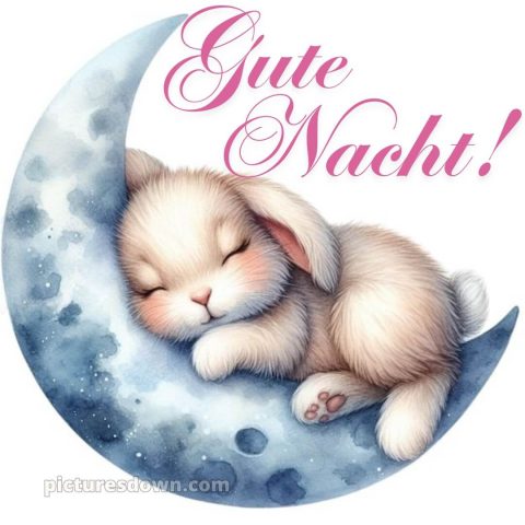 Gute nacht bilder kostenlos bild Hase kostenlos