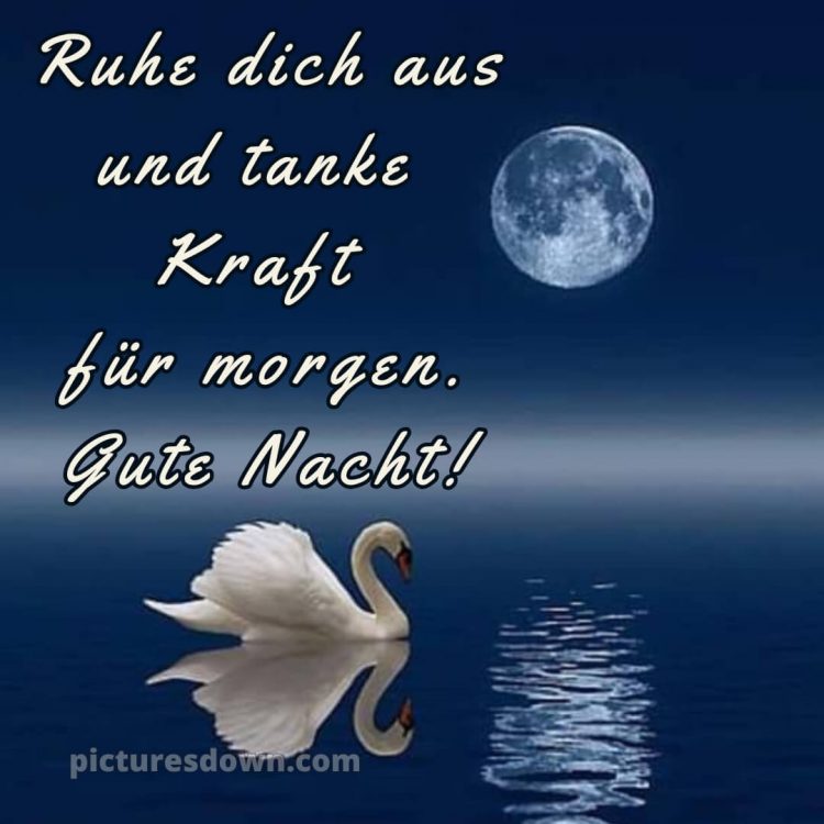 Gute nacht bilder kostenlos bild Schwan kostenlos