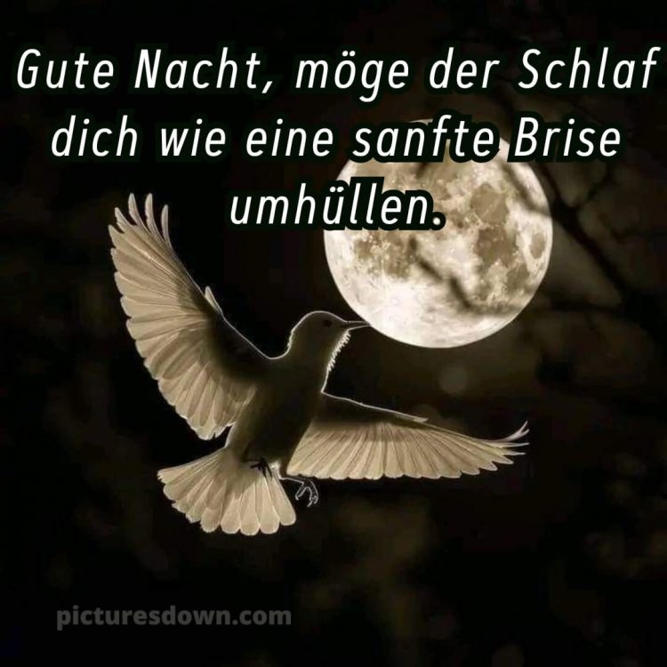 Gute nacht bilder kostenlos bild Vogel kostenlos