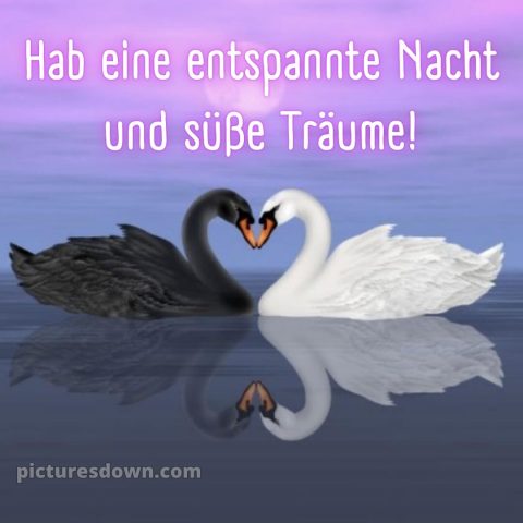 Gute nacht bilder neu bild Schwäne kostenlos